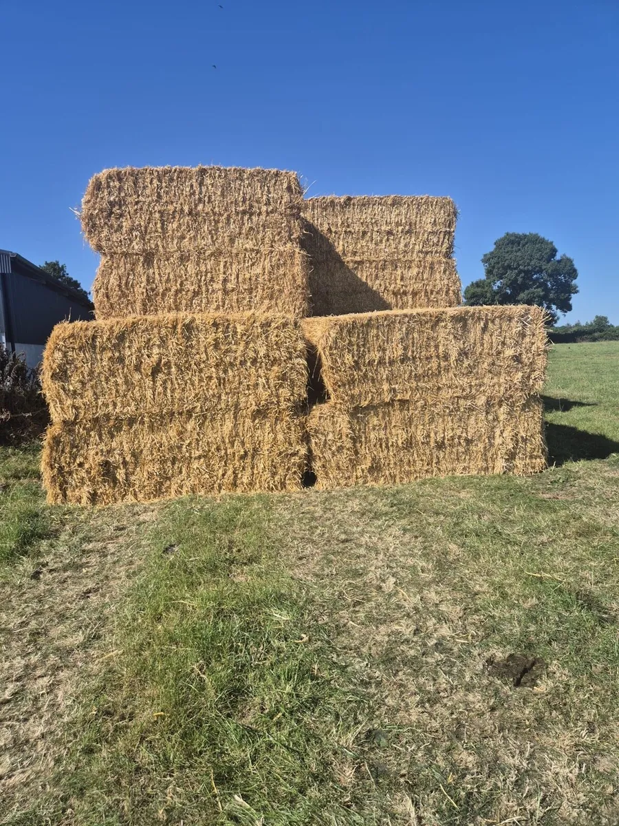 winter barley straw - Image 1