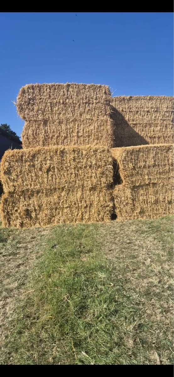 winter barley straw - Image 2