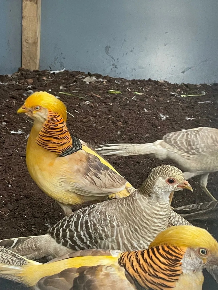 Red and Yellow Golden Pheasants - Image 1