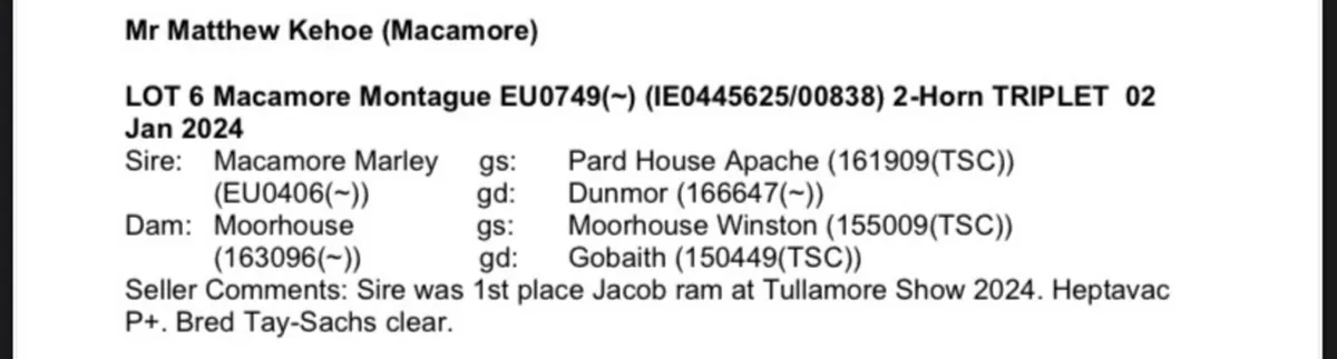 Pedigree Jacob Ram - Image 2