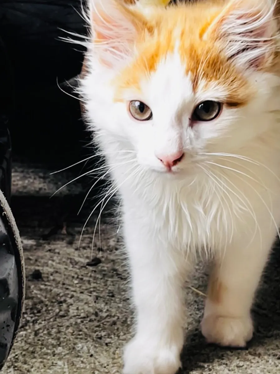 Kitten - Image 1