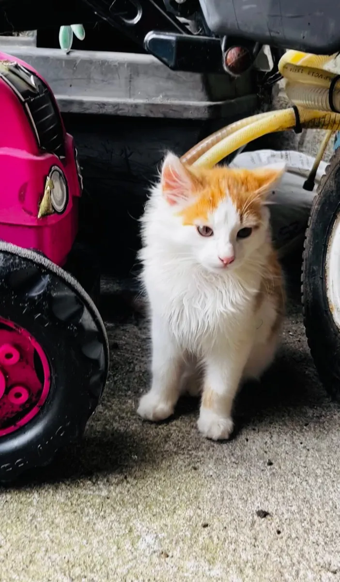 Kitten - Image 3