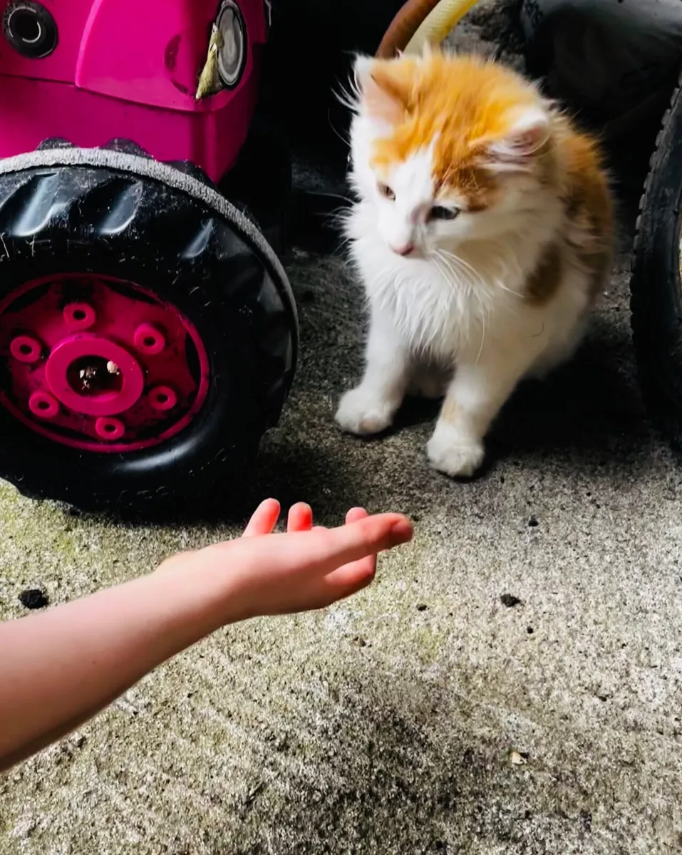 Kitten - Image 4