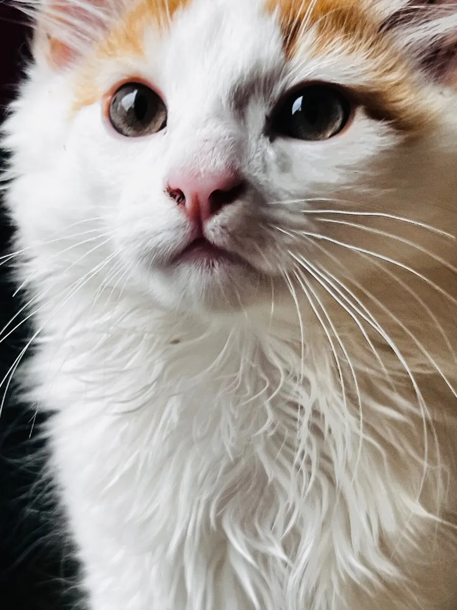 Kitten - Image 2
