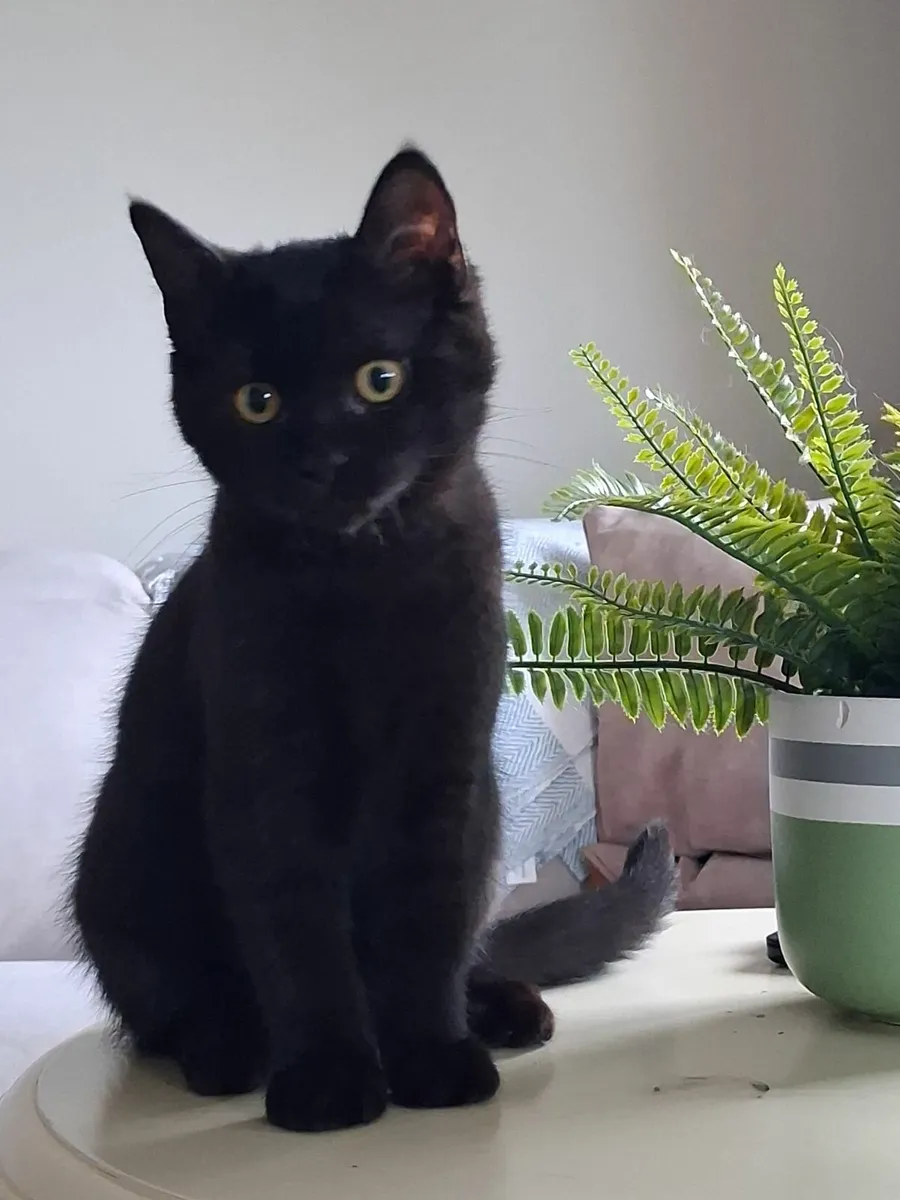 Beautiful kittens - Image 4