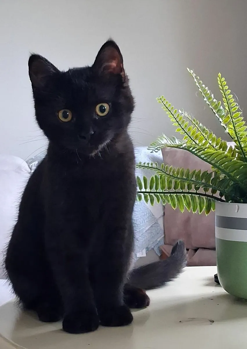 Beautiful kittens - Image 2