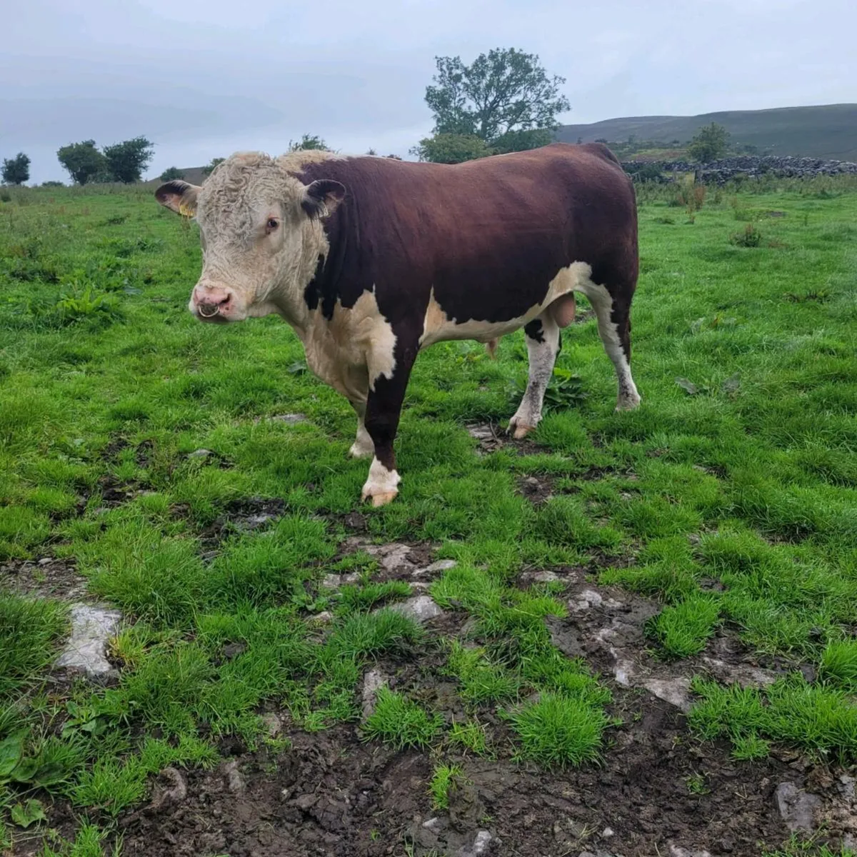 Polled bull