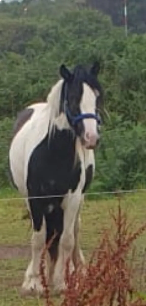 Dutches is a very stylish Cob