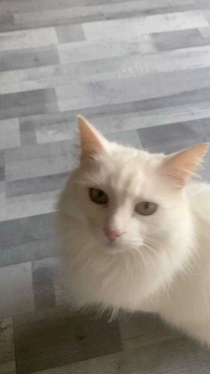 Cat - Image 1
