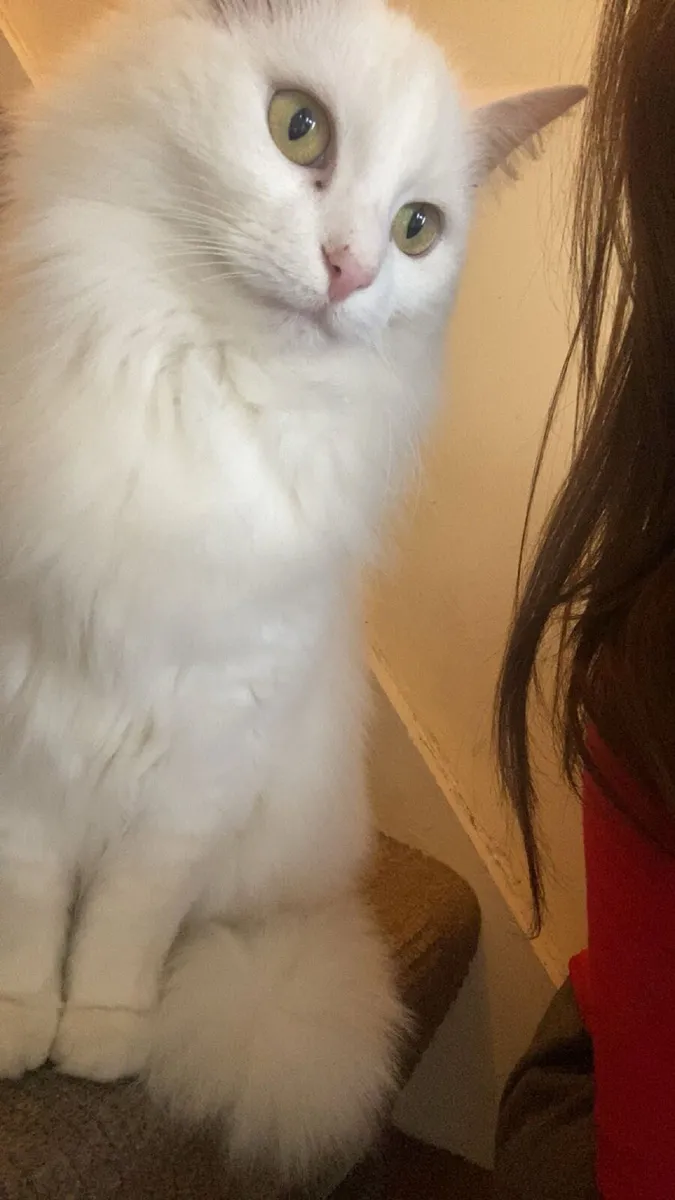 Cat - Image 2
