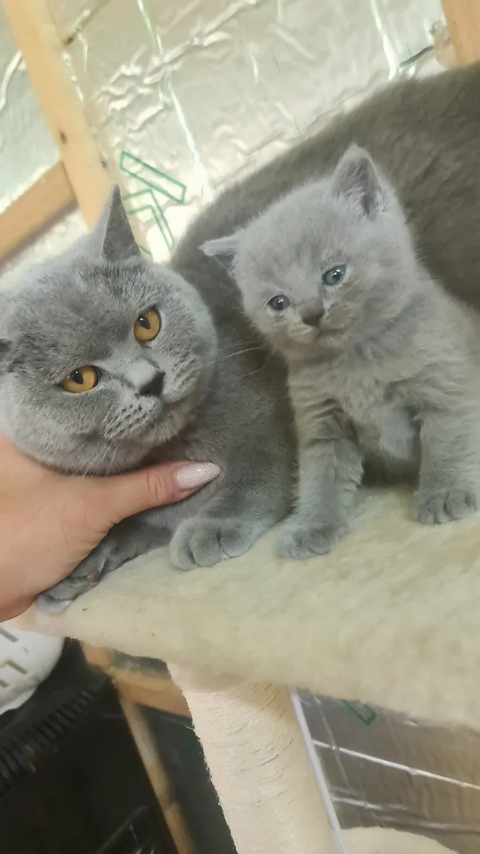 British Shorthair kittens - Image 1