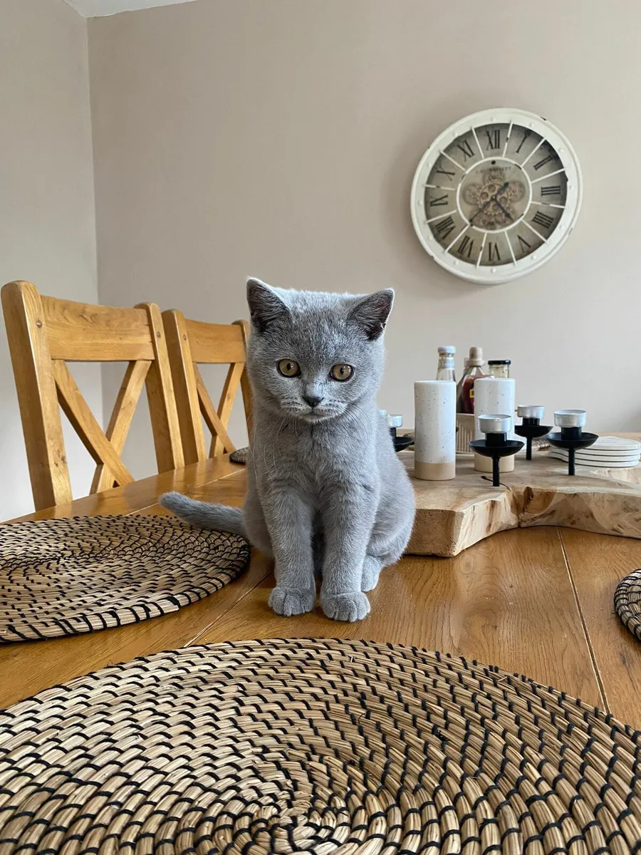 British Shorthair kittens - Image 2