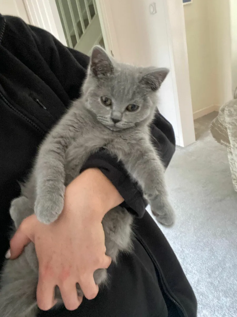 British Shorthair kittens - Image 3