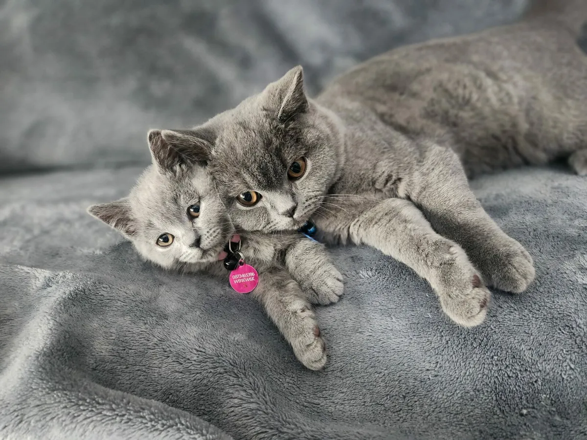 British Shorthair kittens - Image 4