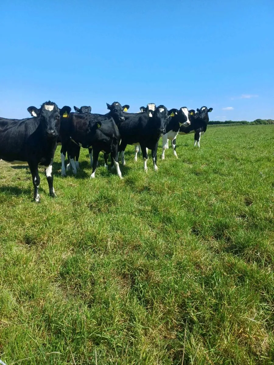 Dairy cattle - Image 1