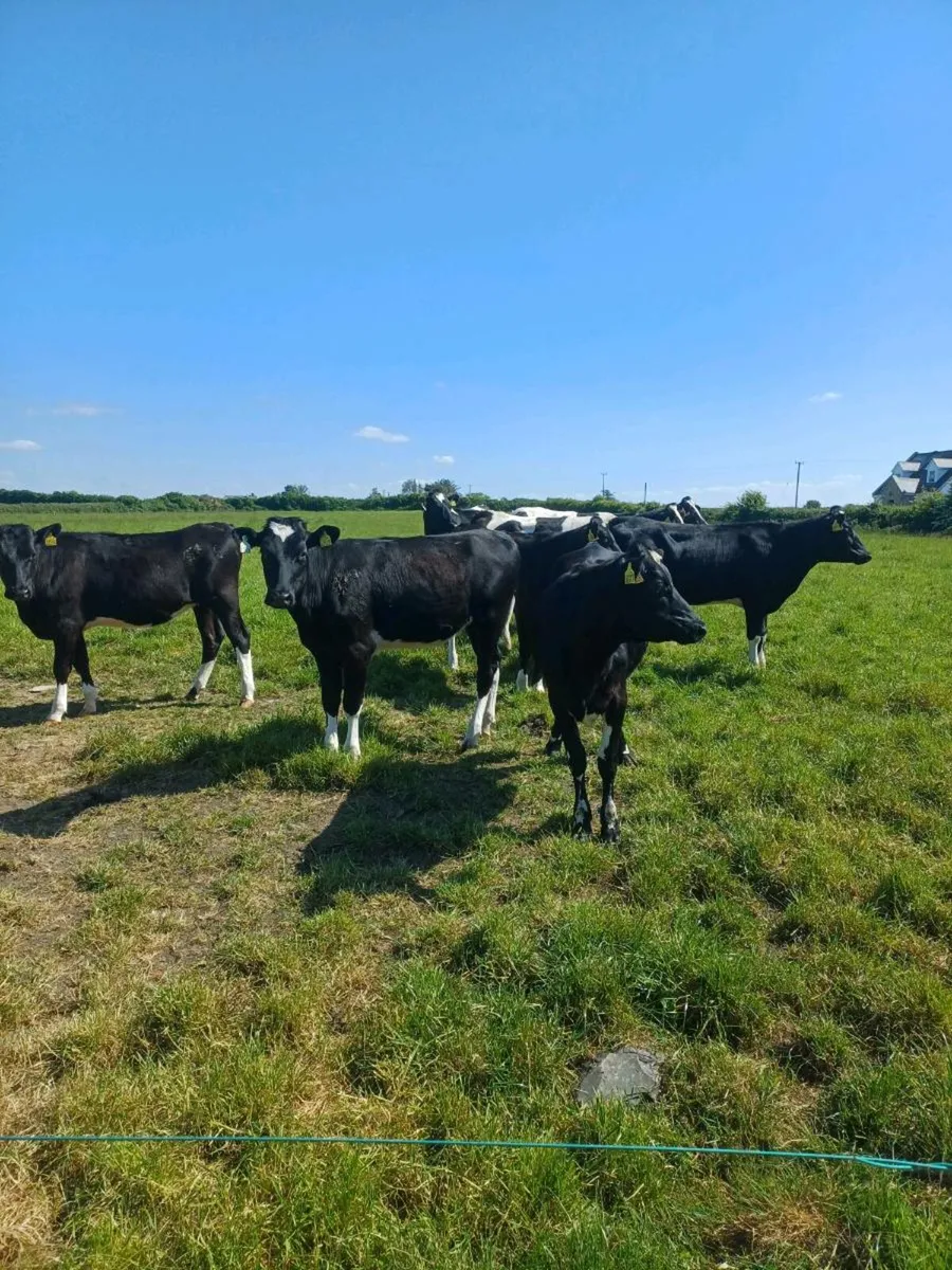 Dairy cattle - Image 2