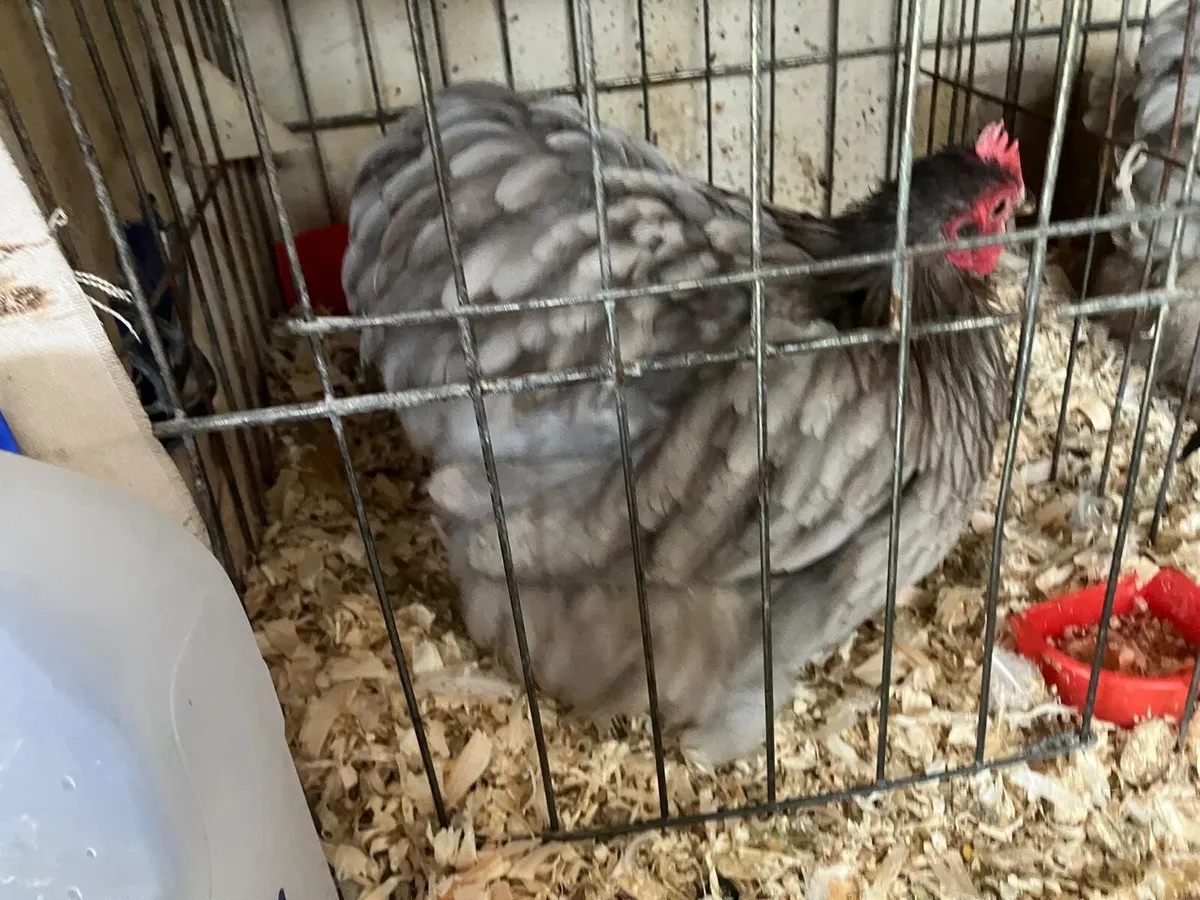 Farm Gate Exhibition Poultry Show Sale 2025 - Image 2