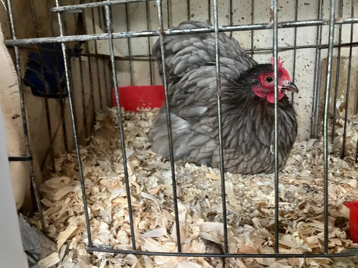 Farm Gate Exhibition Poultry Show Sale 2025 - Image 3