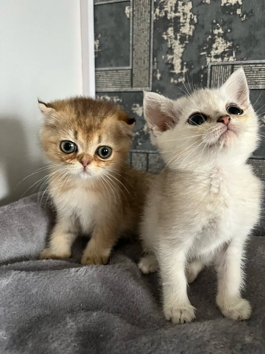 Scottish fold and straight kittens - Image 2
