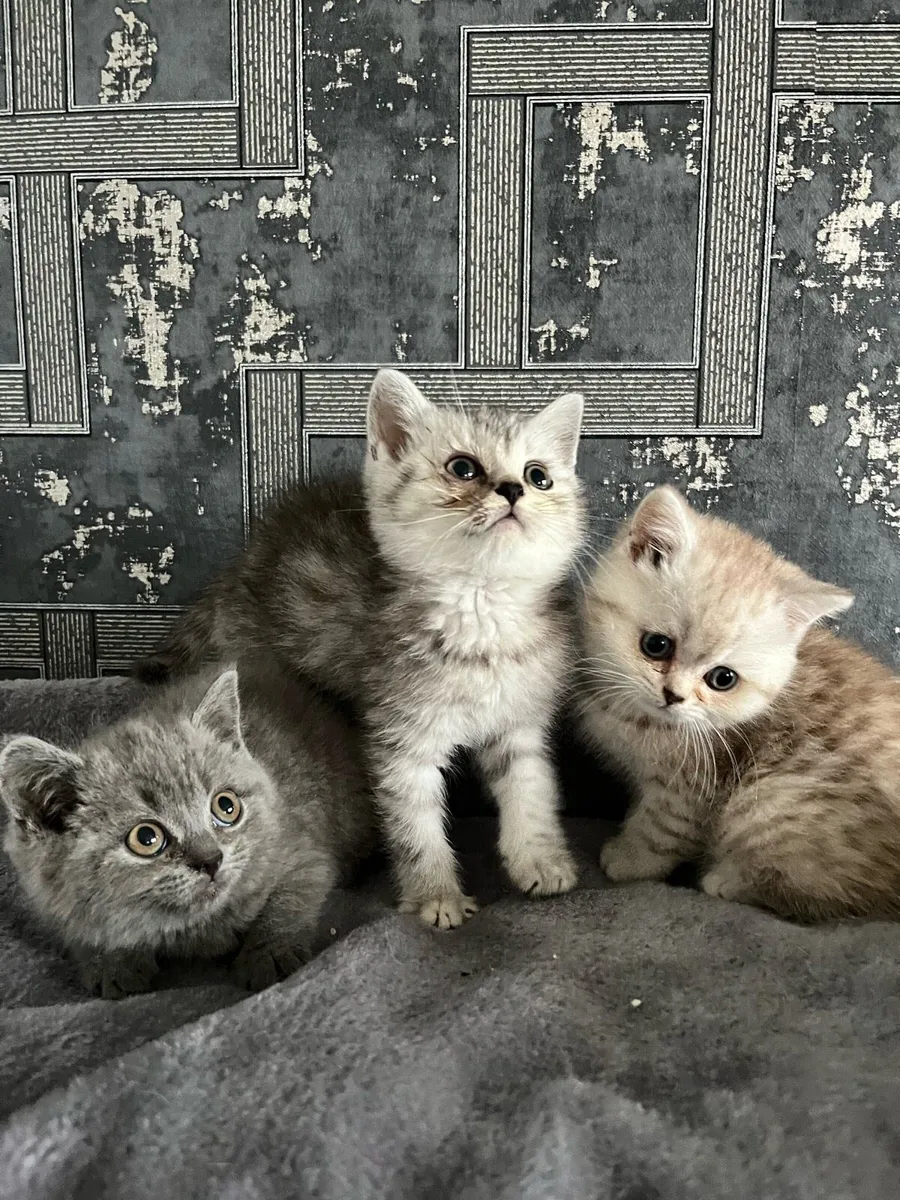 Scottish fold and straight kittens - Image 1
