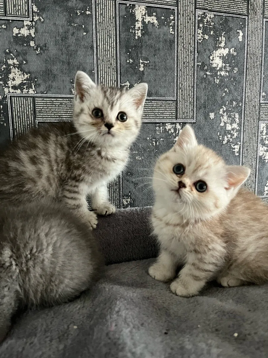 Scottish fold and straight kittens - Image 3