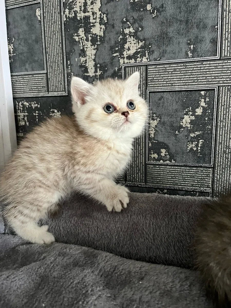 Scottish fold and straight kittens - Image 4