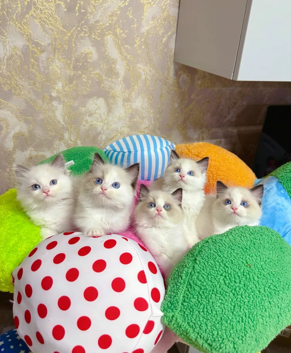 Purebred Ragdoll kittens TICA registered - Image 1