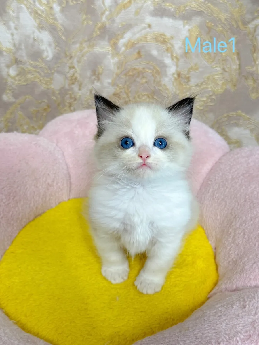 Purebred Ragdoll kittens TICA registered - Image 2