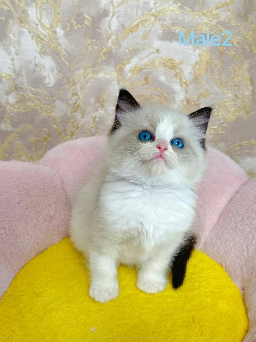 Purebred Ragdoll kittens TICA registered - Image 4