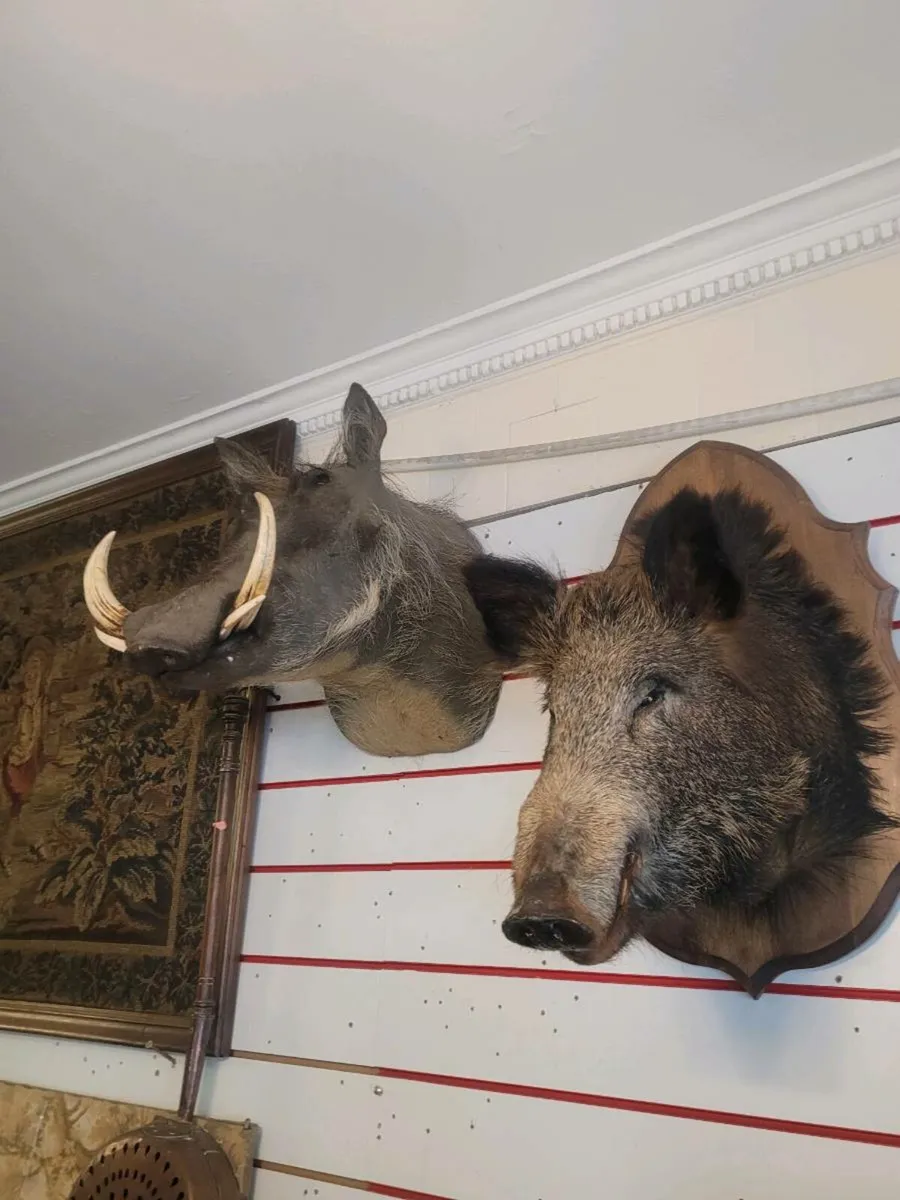 Taxidermy 250 eu.each. - Image 1