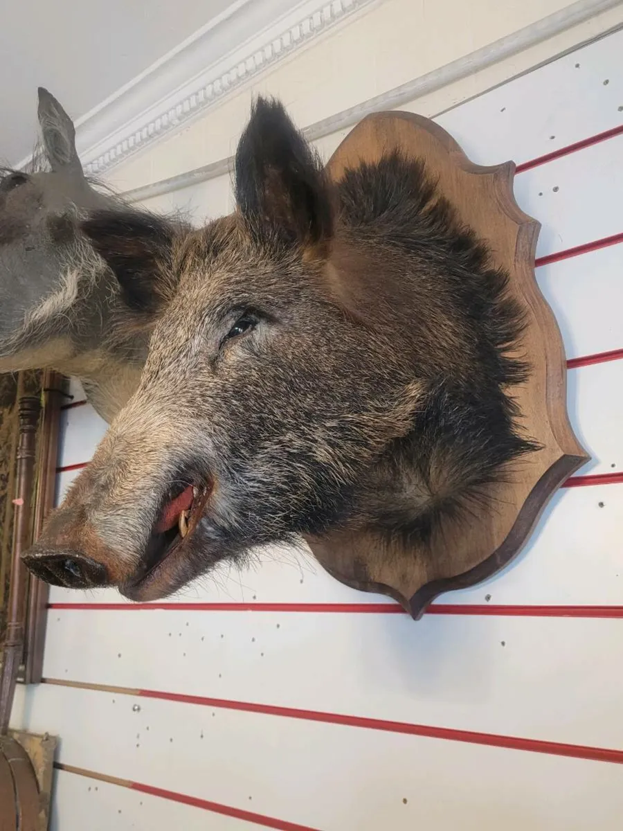 Taxidermy 250 eu.each. - Image 2