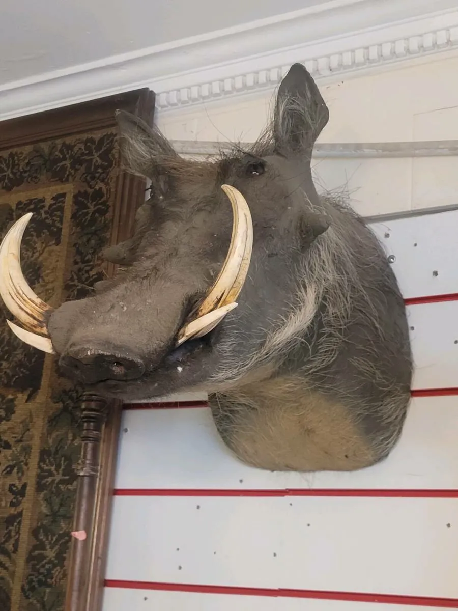 Taxidermy 250 eu.each. - Image 3