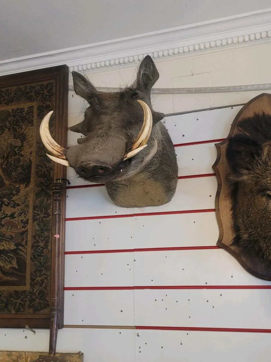 Taxidermy 250 eu.each. - Image 4