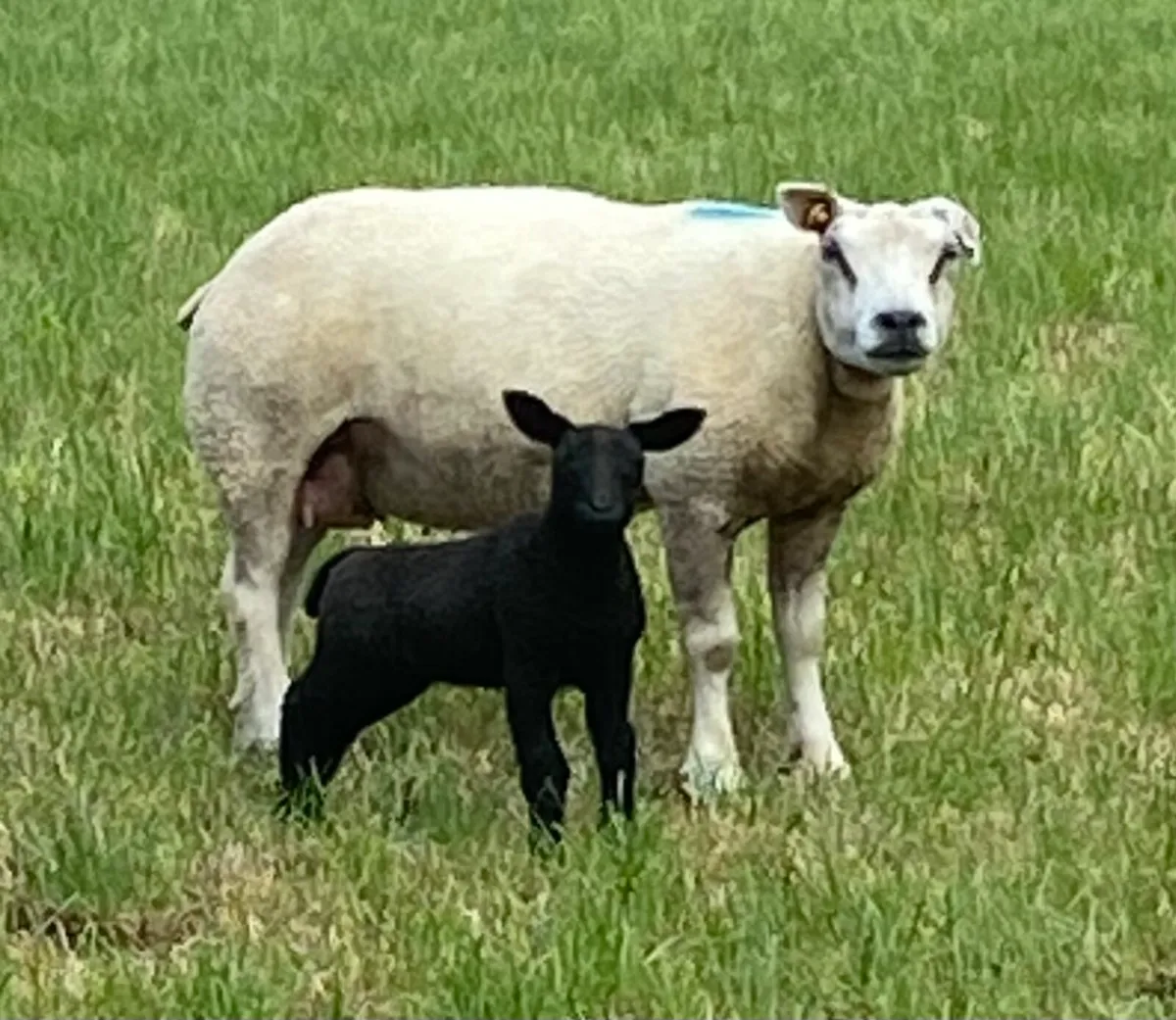 Pbr Beltex Ewe Hoggets - Image 1