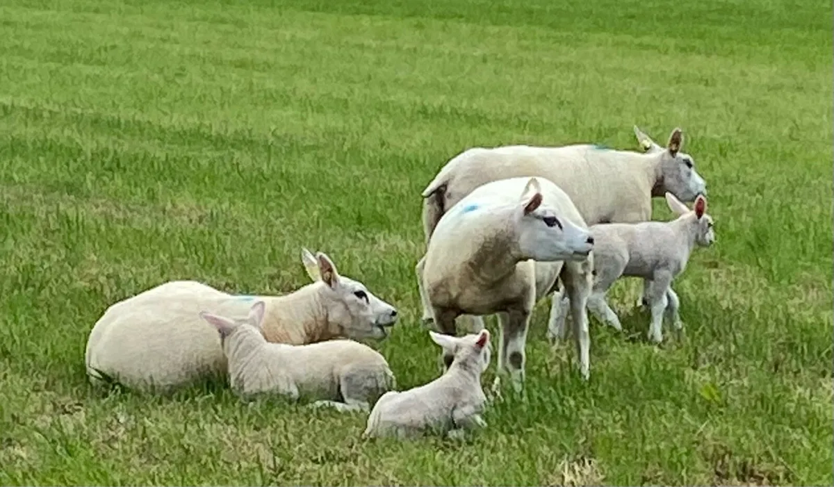Pbr Beltex Ewe Hoggets - Image 2