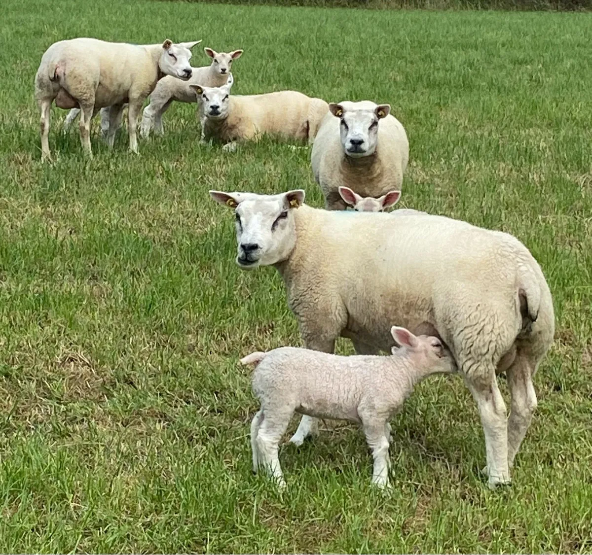 Pbr Beltex Ewe Hoggets - Image 3