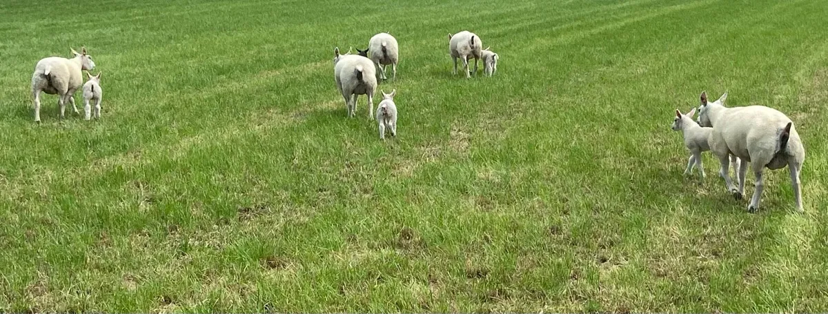 Pbr Beltex Ewe Hoggets - Image 4