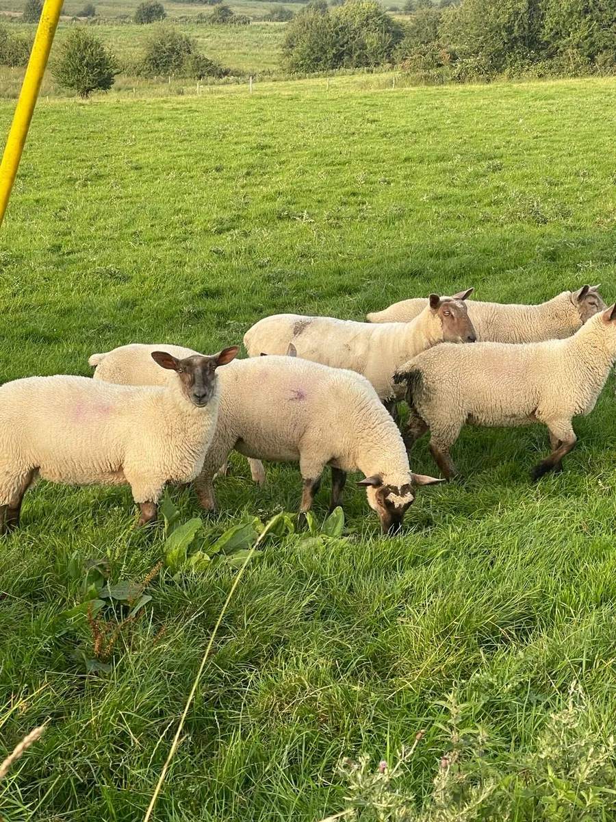 10 Store Ewe lambs - Image 1