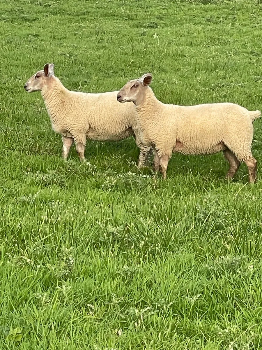 10 Store Ewe lambs - Image 2