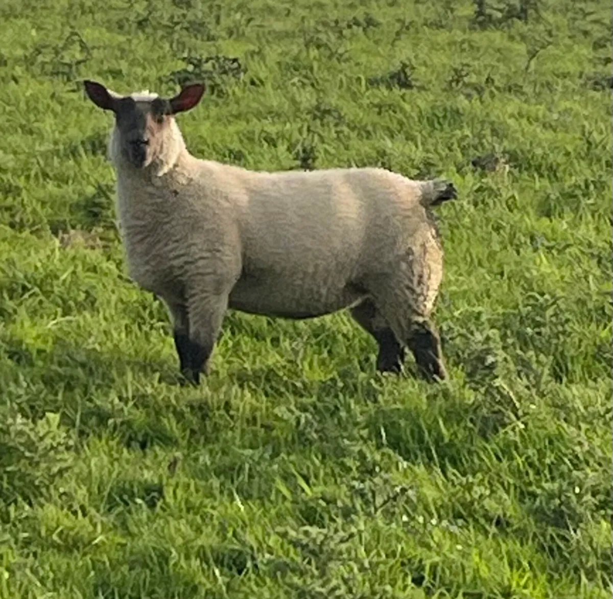 10 Store Ewe lambs - Image 3