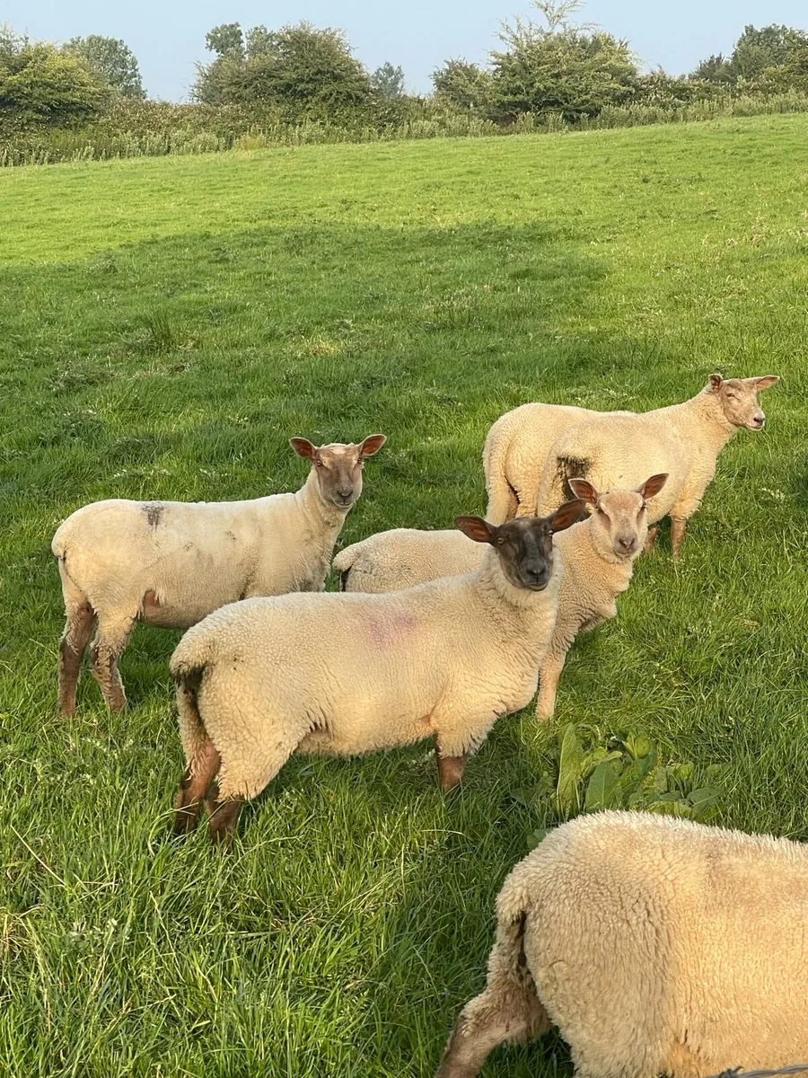 10 Store Ewe lambs - Image 4