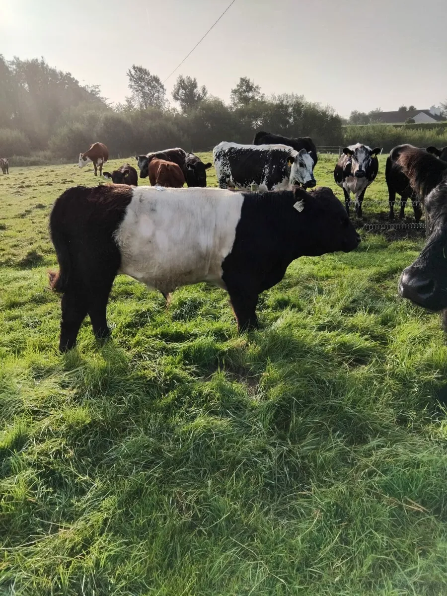 Belted Galloway bull - Image 1