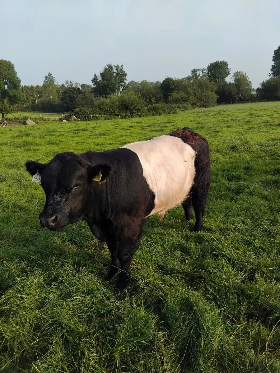 Belted Galloway bull - Image 2
