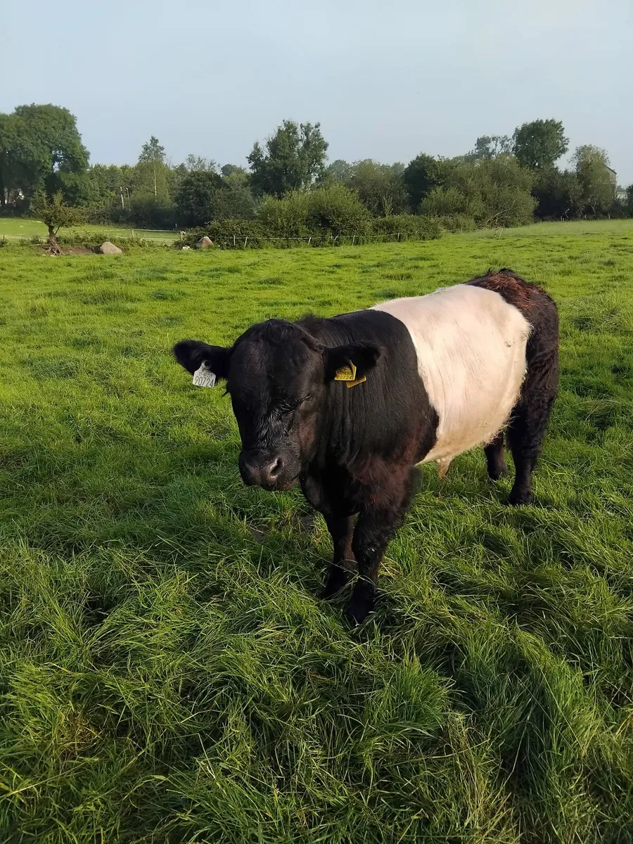 Belted Galloway bull - Image 3