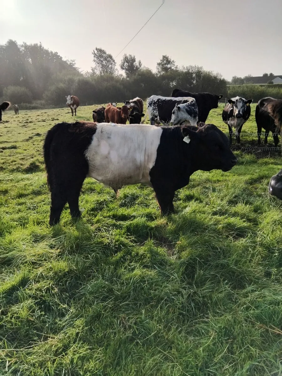 Belted Galloway bull - Image 4