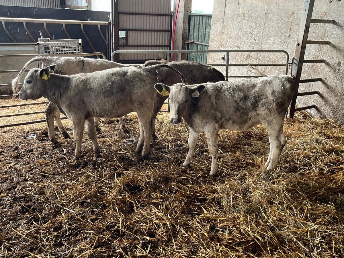 4 super charlaois runner heifers - Image 1