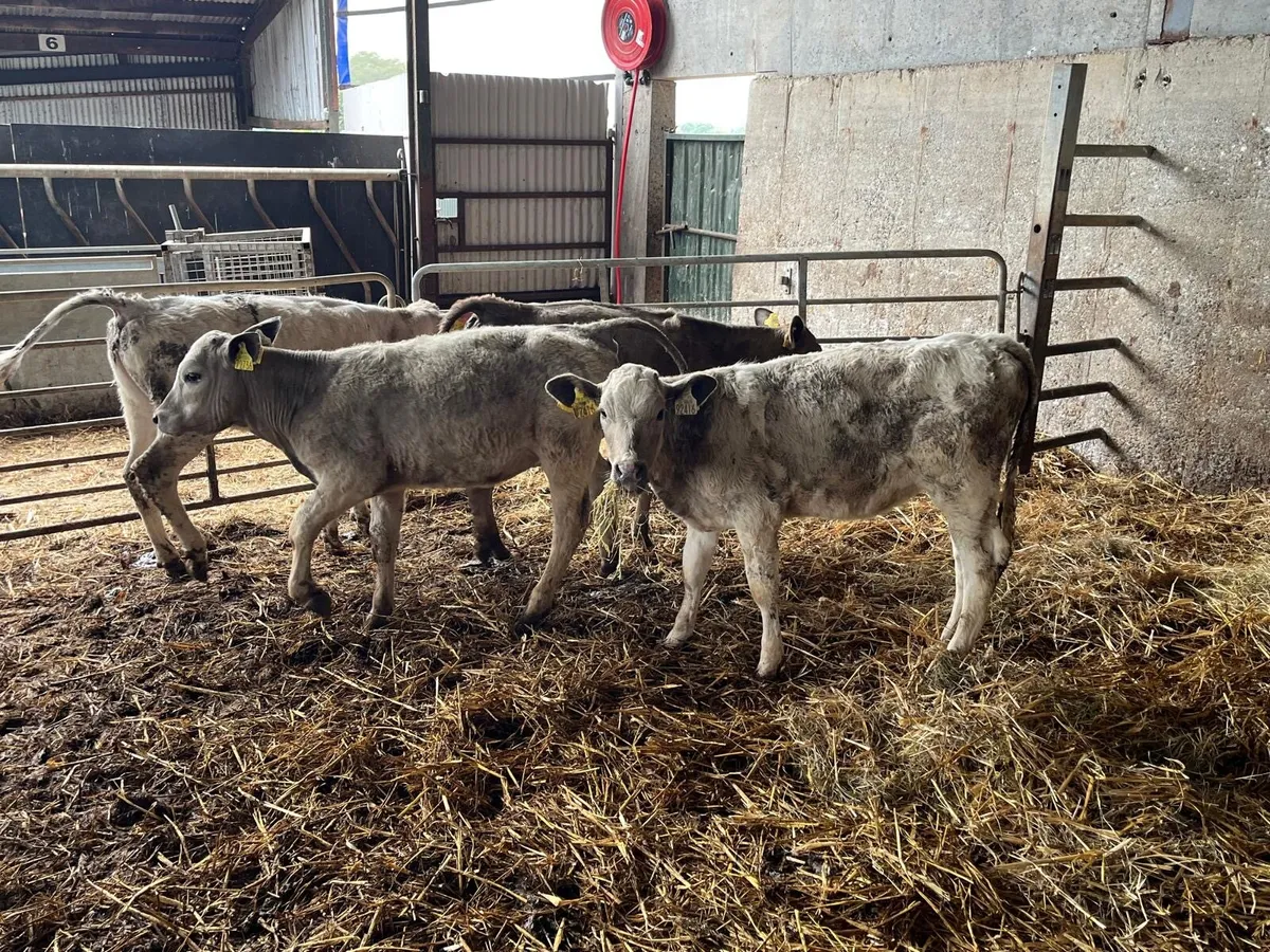 4 super charlaois runner heifers - Image 2