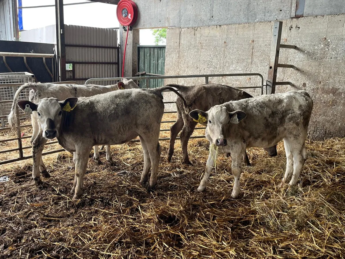 4 super charlaois runner heifers - Image 3