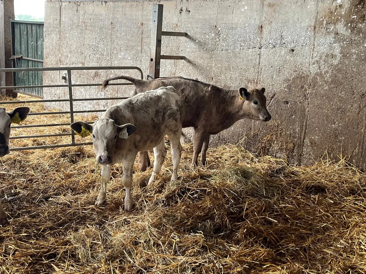 4 super charlaois runner heifers - Image 4