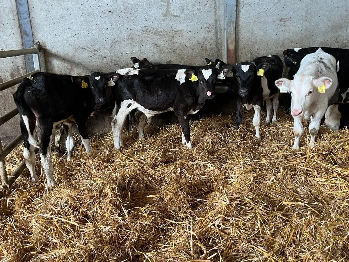 10 super  Frisian bull  runners - Image 1